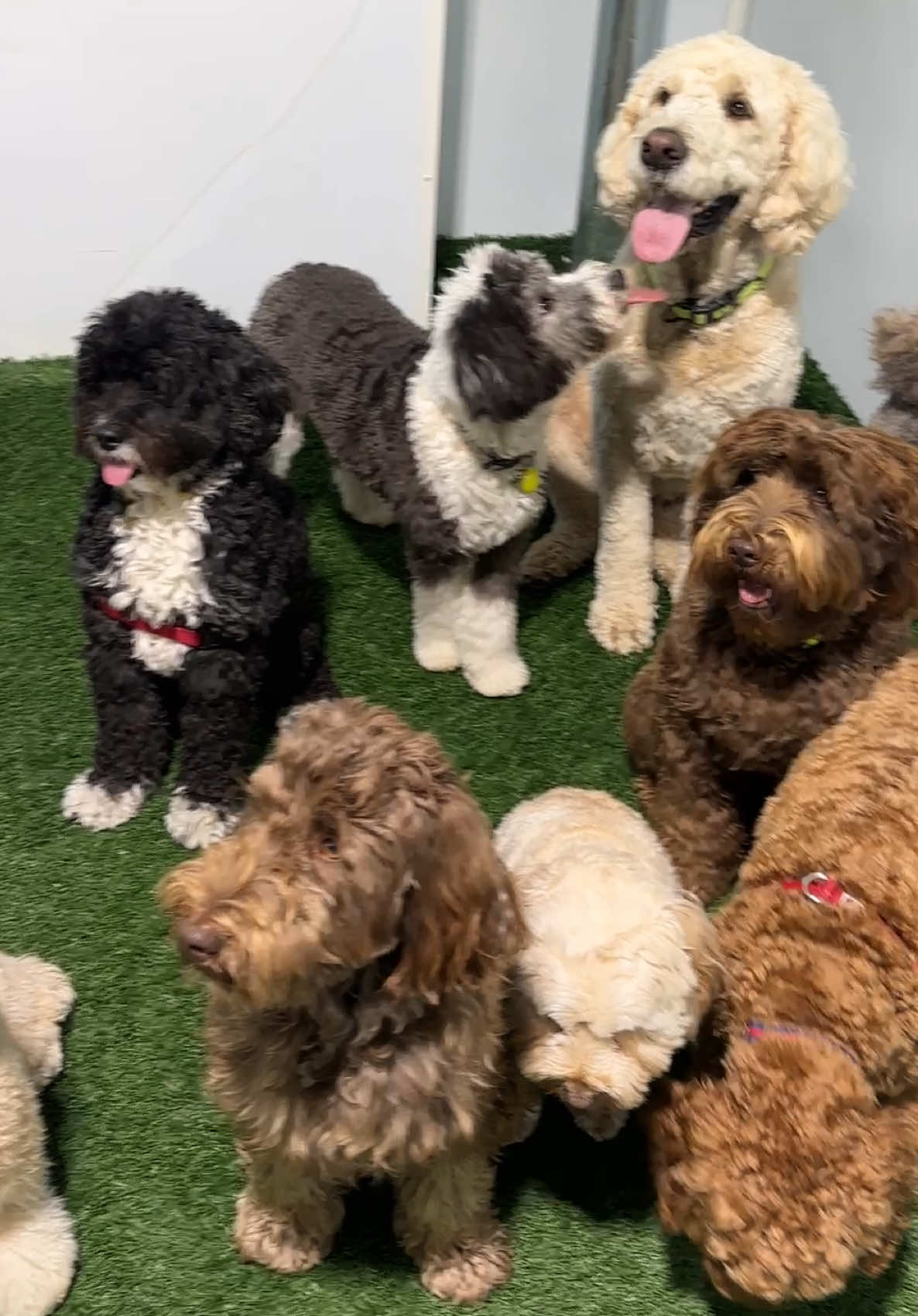 @Camp Canine Toronto