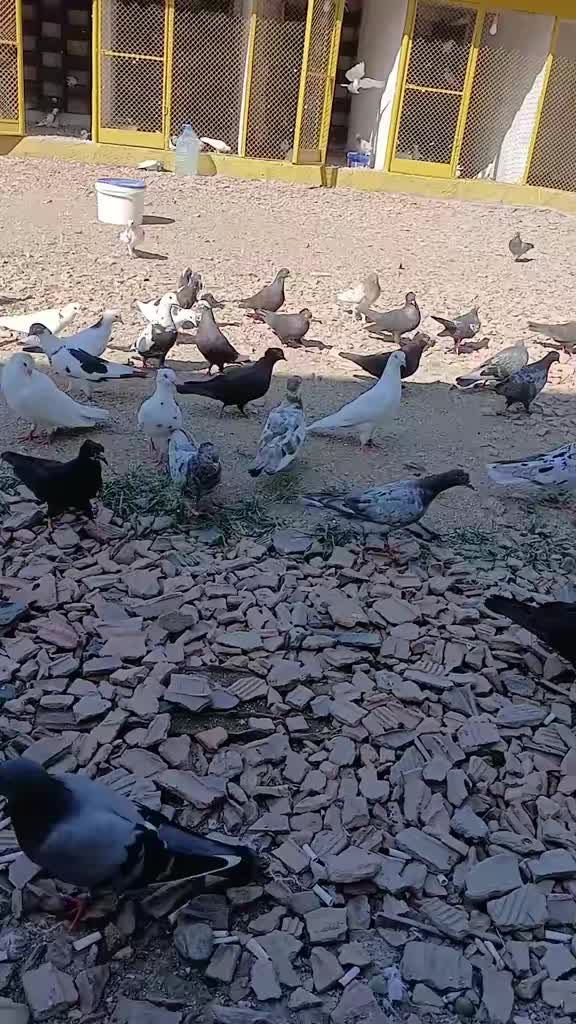 @Fəqamin.52