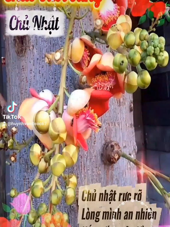 @Huỳnh Văn Được