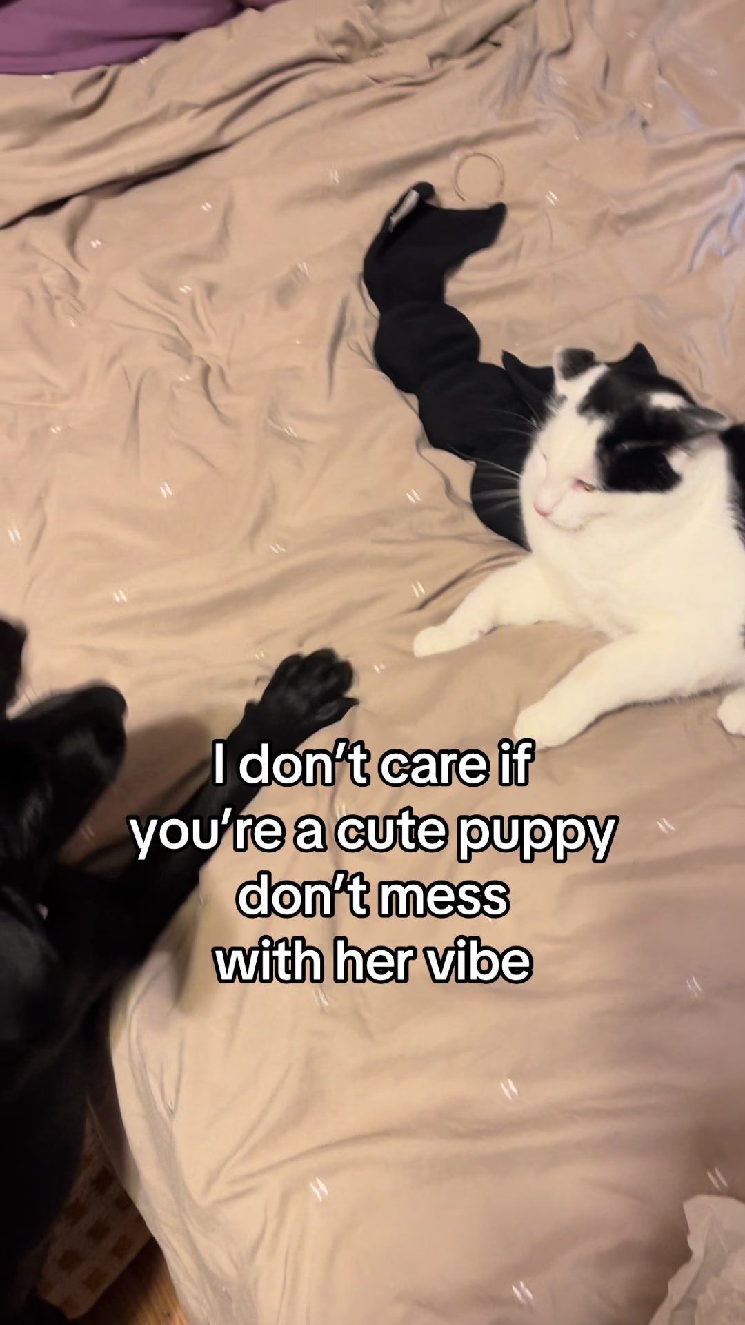 @cindy_clawpurrrr