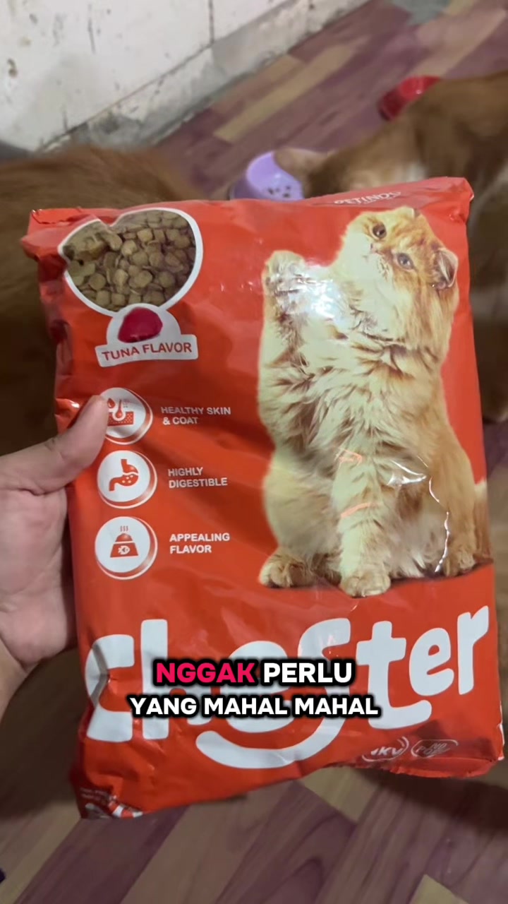 @BUMI ANABUL😺