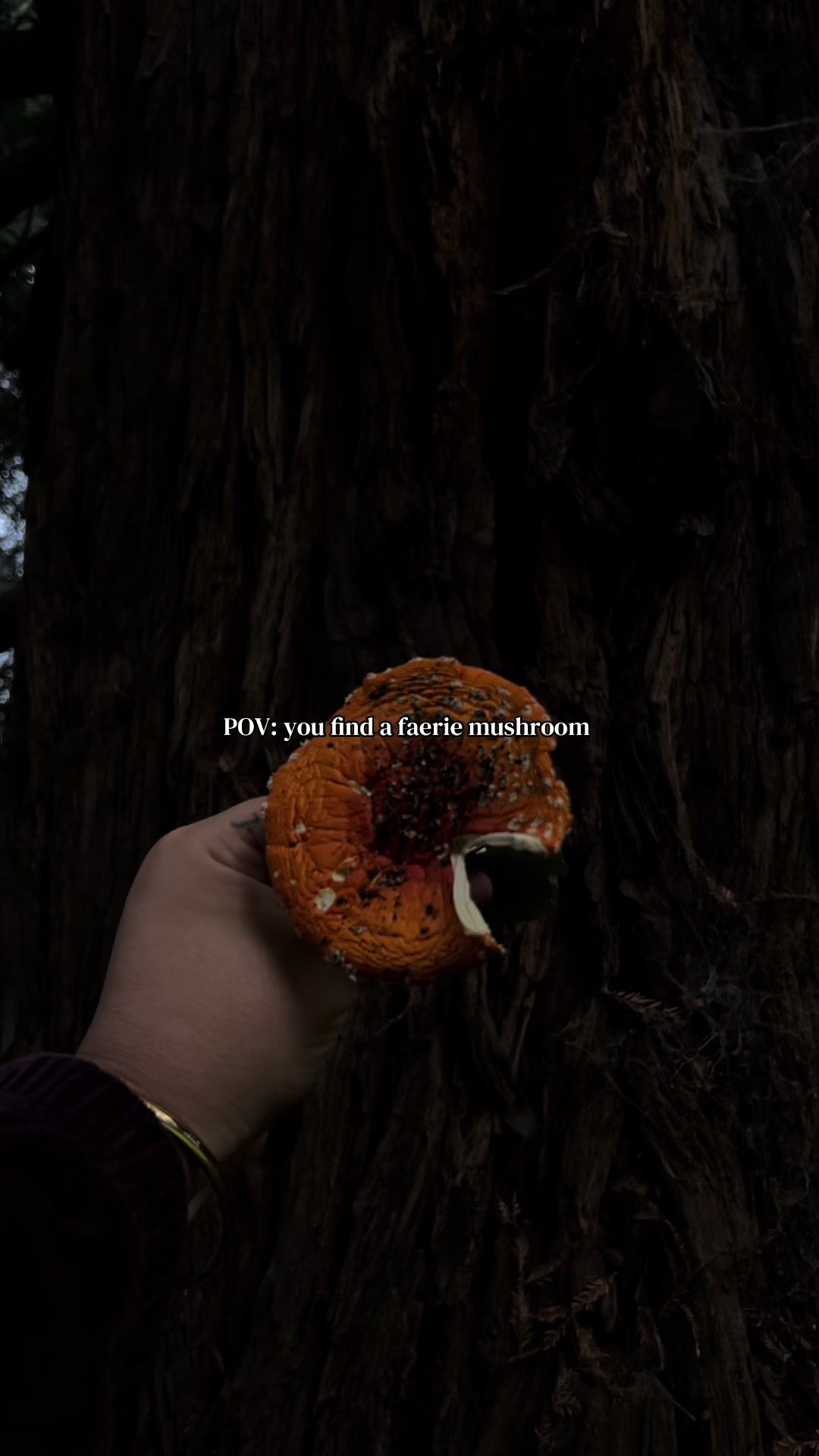 @FAIRY🧚🏽