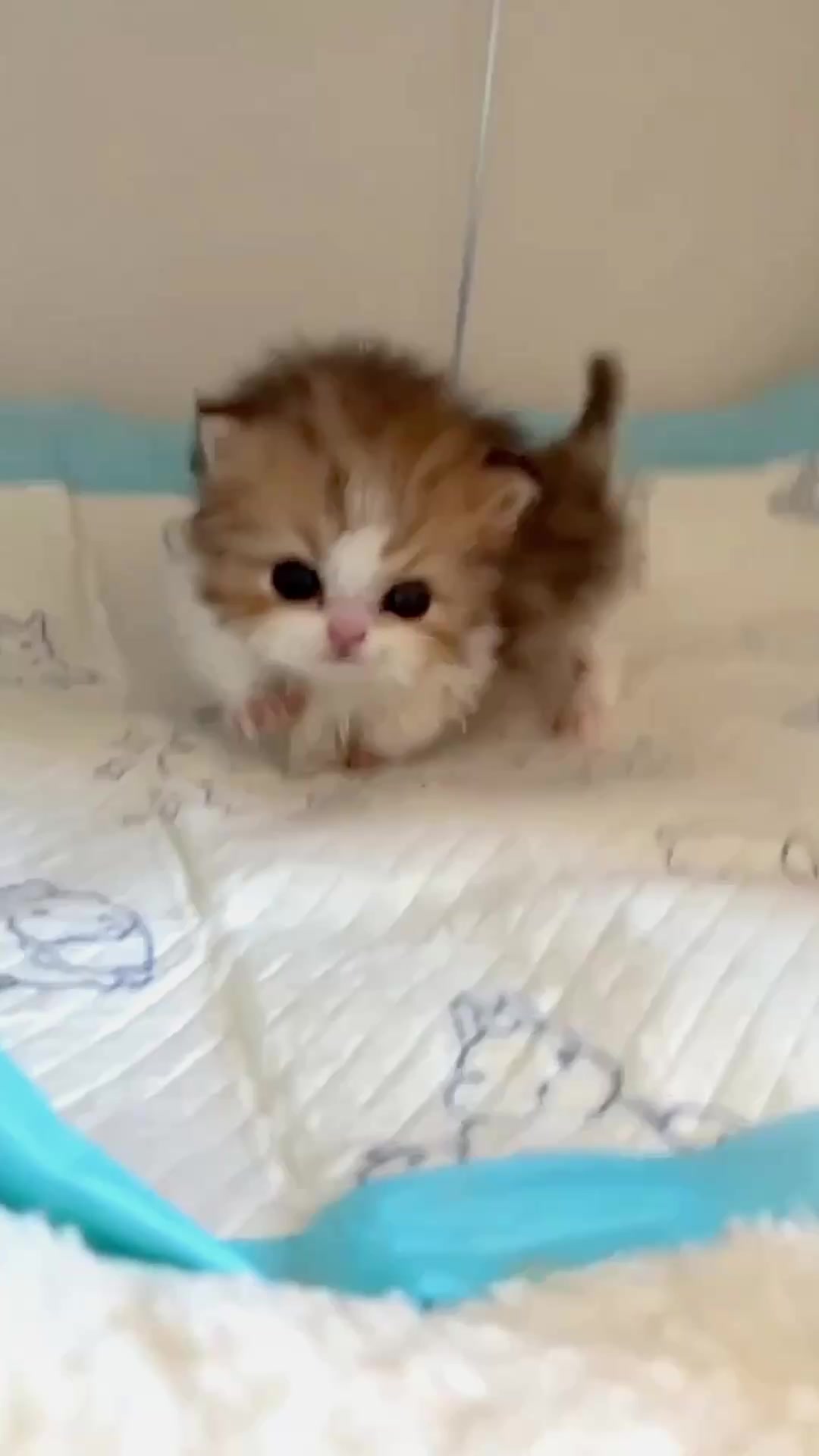 @catbosssss