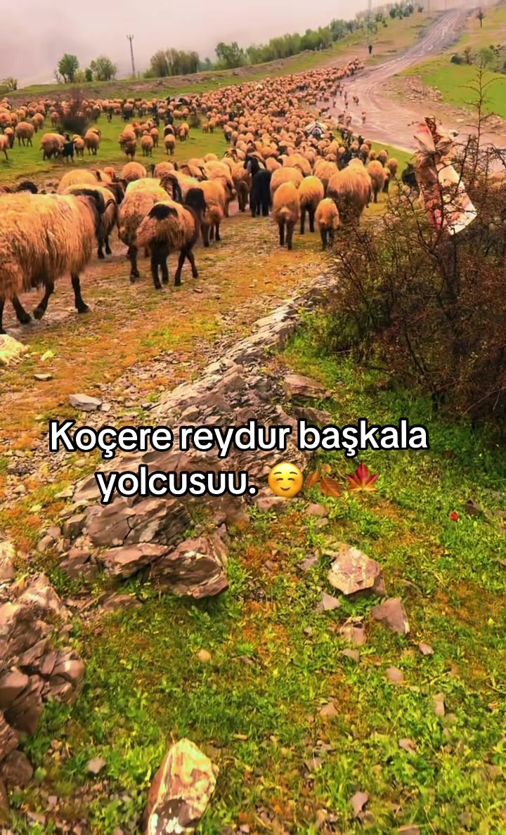 @ŞİYAR ✪