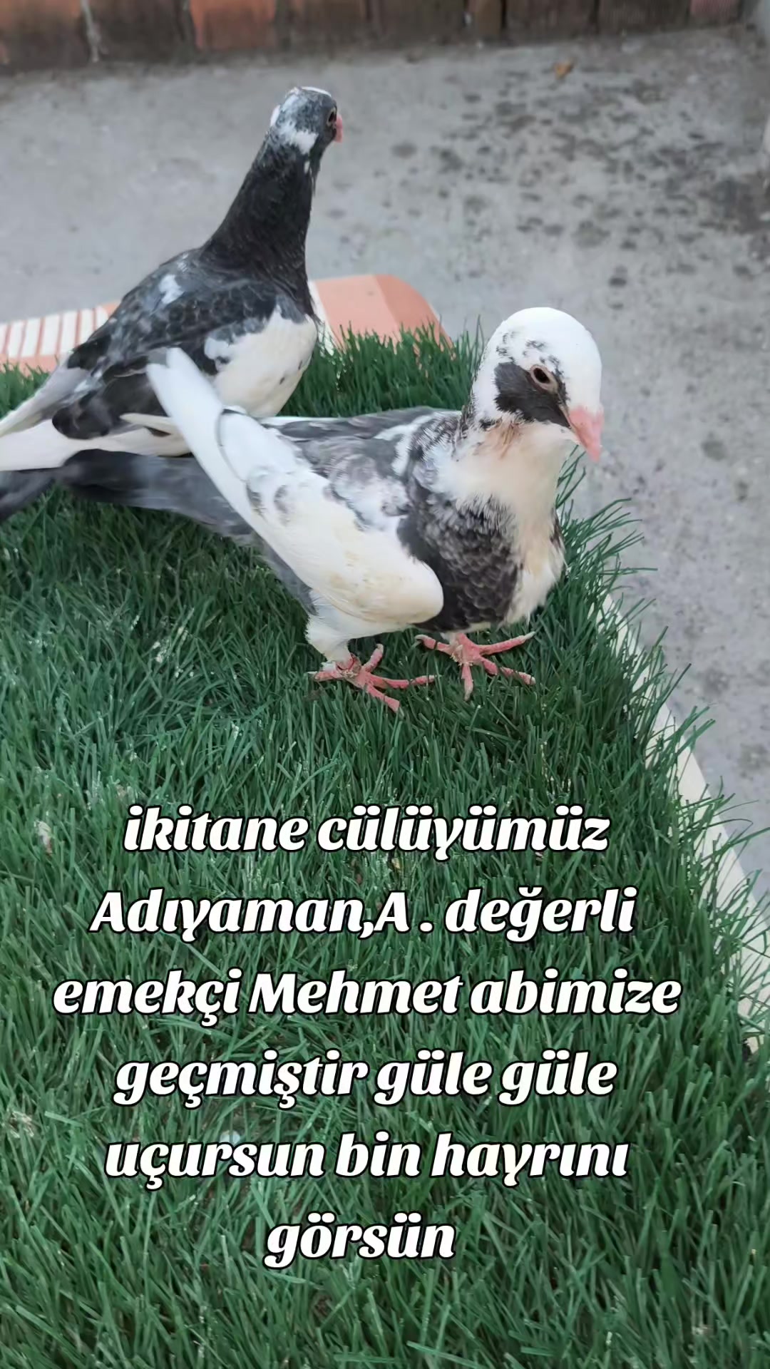 @0163Adanabatarkusu_federasyonu
