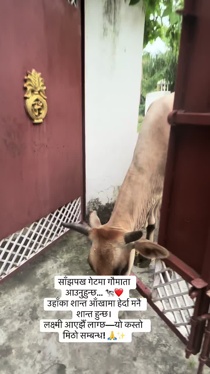 @Binam Kafley Karki