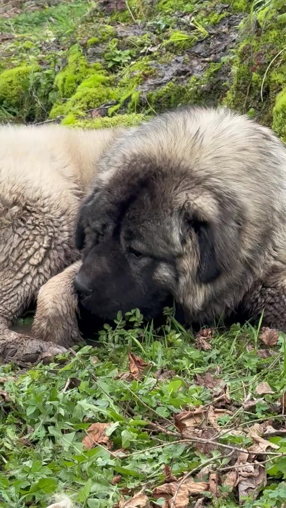 @Caucasian Shepheard Dogs