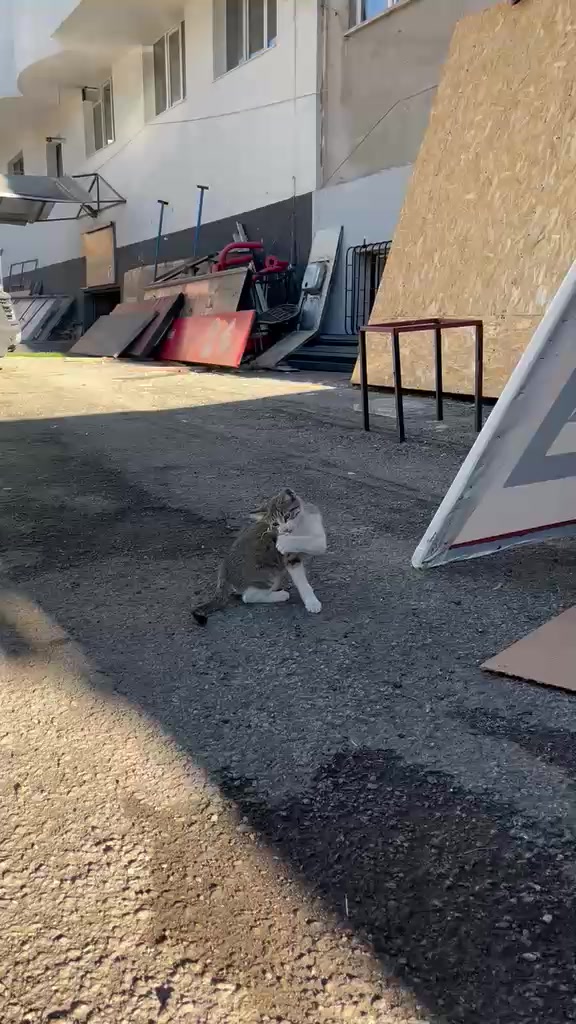 @MAVİİ🐾ALİŞŞ