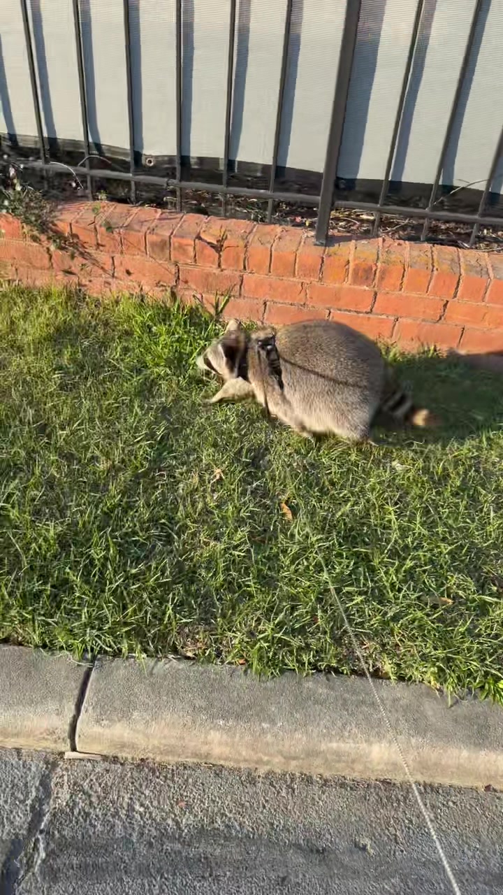 @troublewithollie