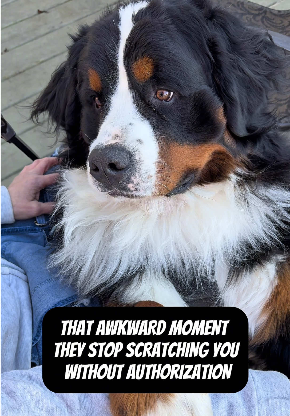 @Woody The Bernese