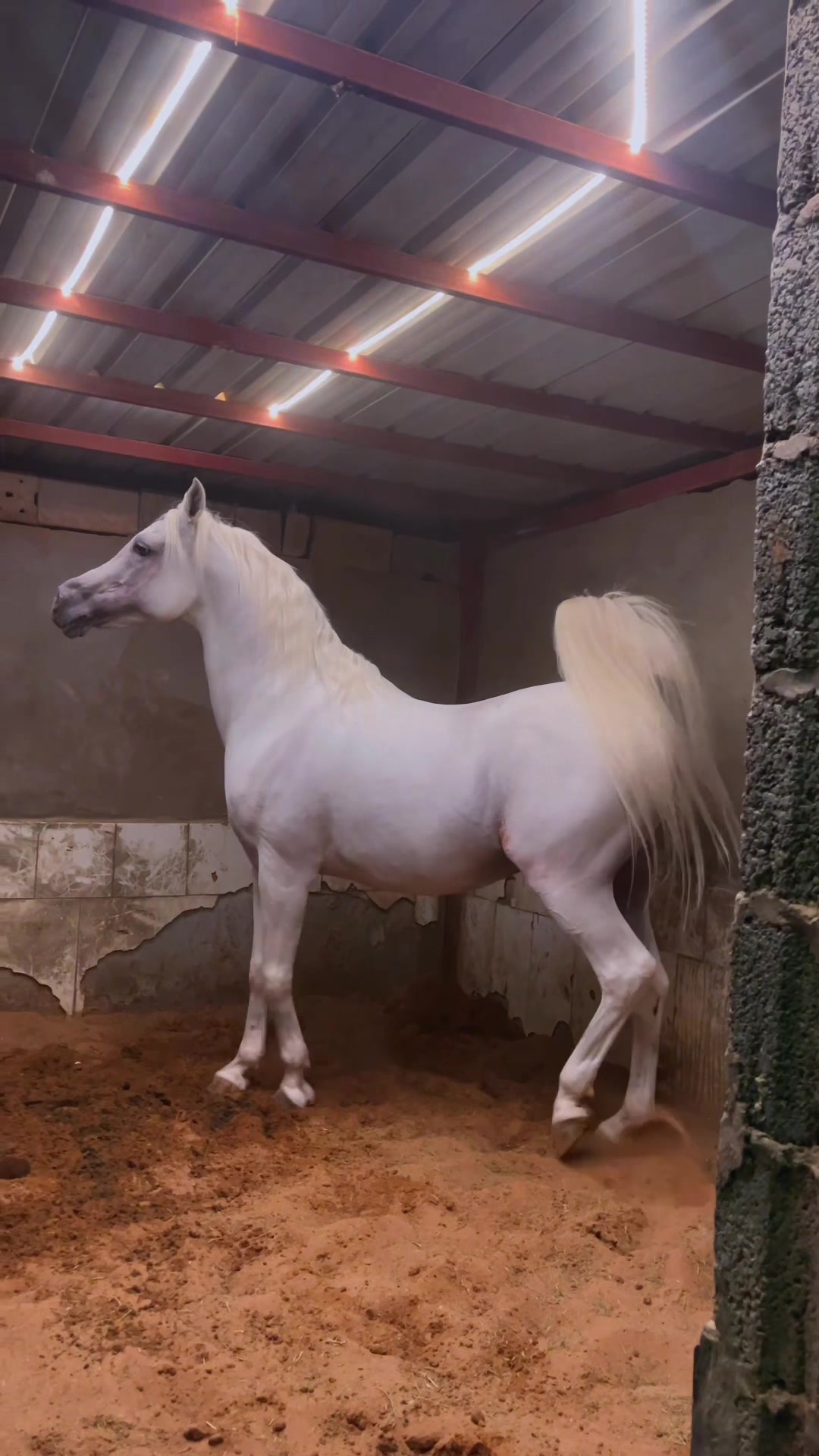@ثـامر الشـلاش 🐎🤎.