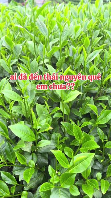 @NPP-HUYỀN TRÀ ✅