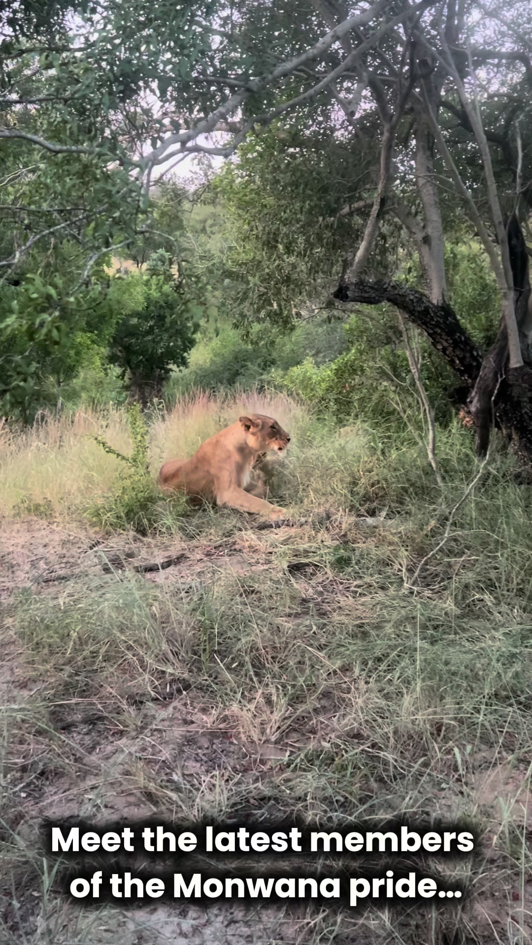 @Thornybush