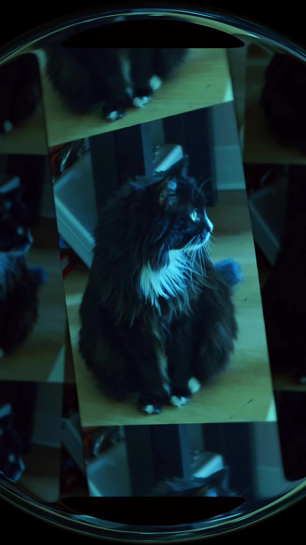@AtticaTheTuxedoCat
