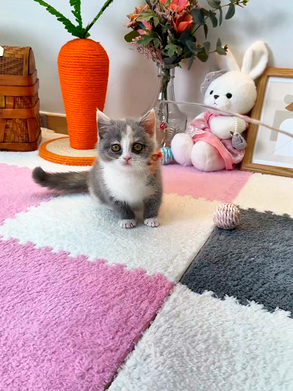@핑발바닥은 못참는다냥🐱