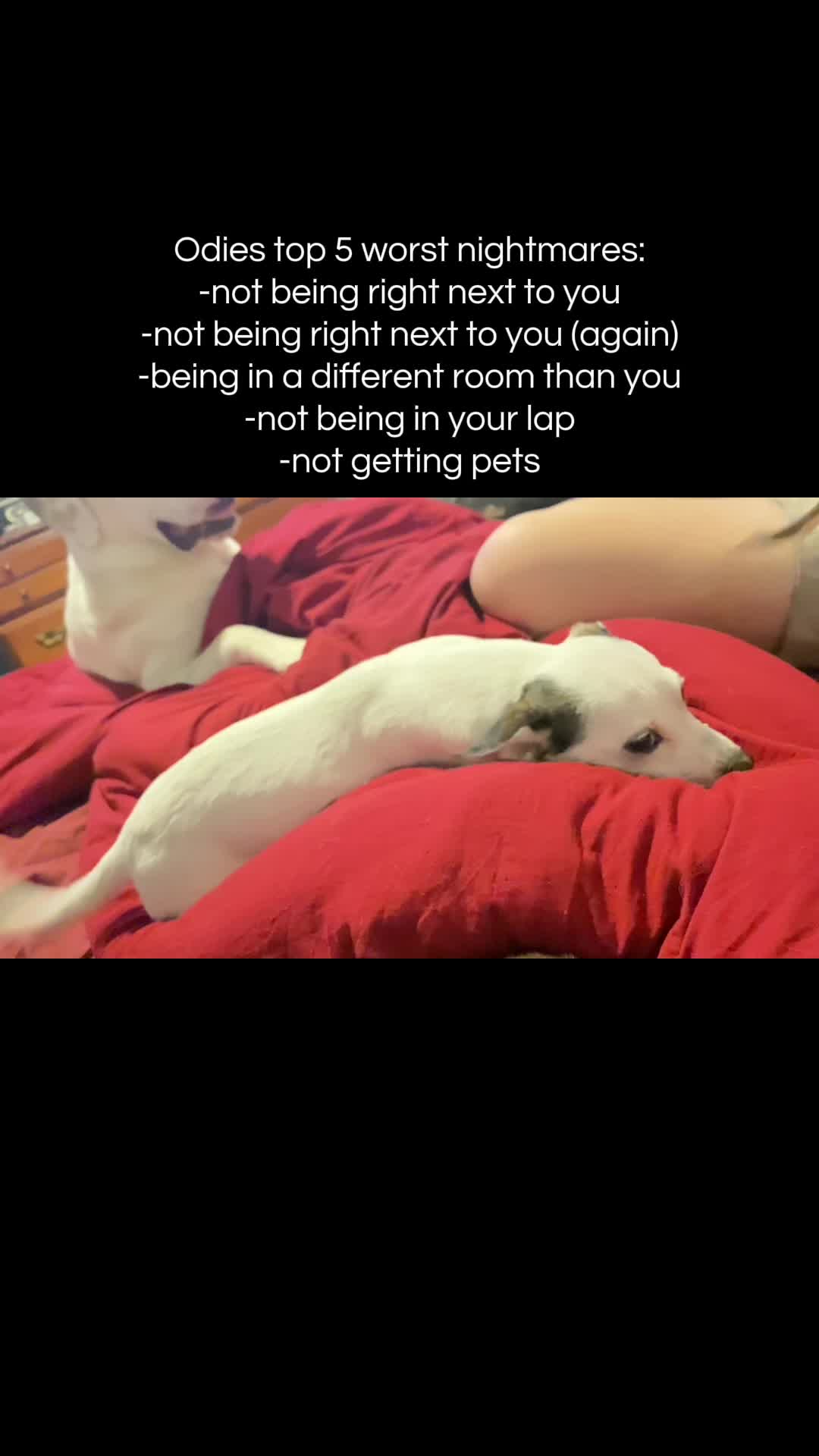 @405&ensp;Animal&ensp;Rescue