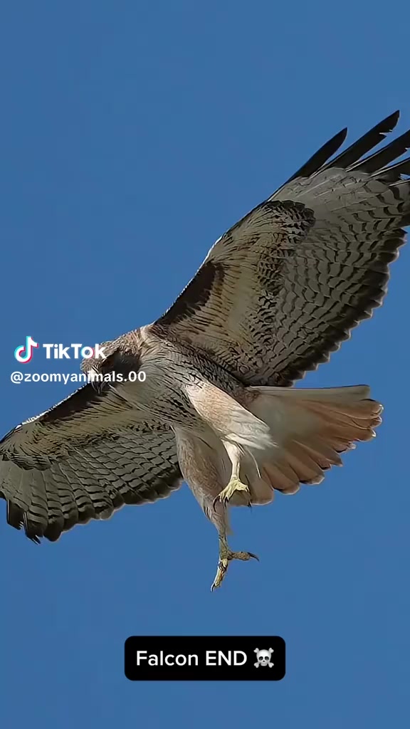 @muhammadyaqoob33721