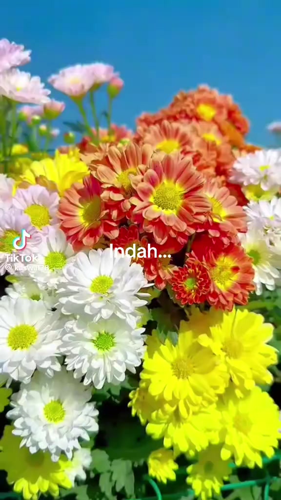 @indah