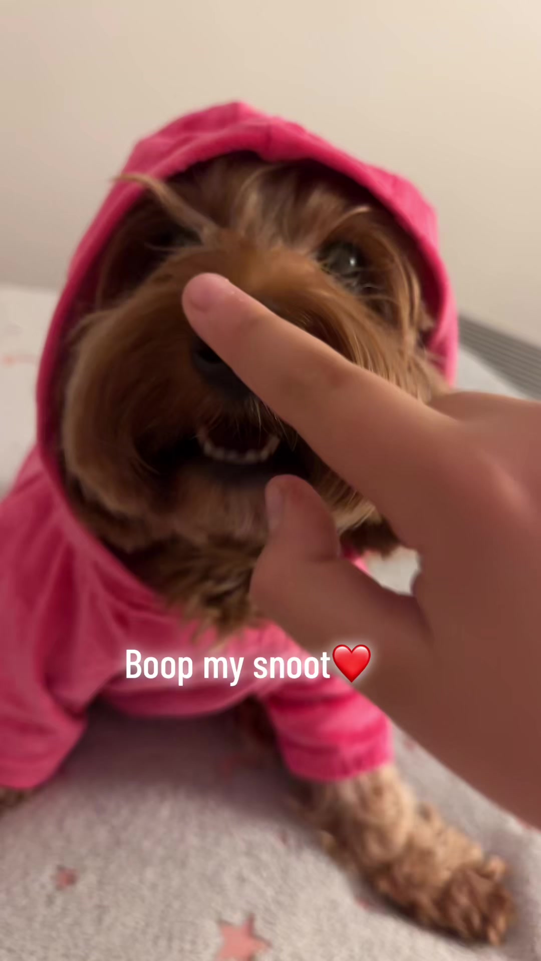 @Teddy the cutie pie