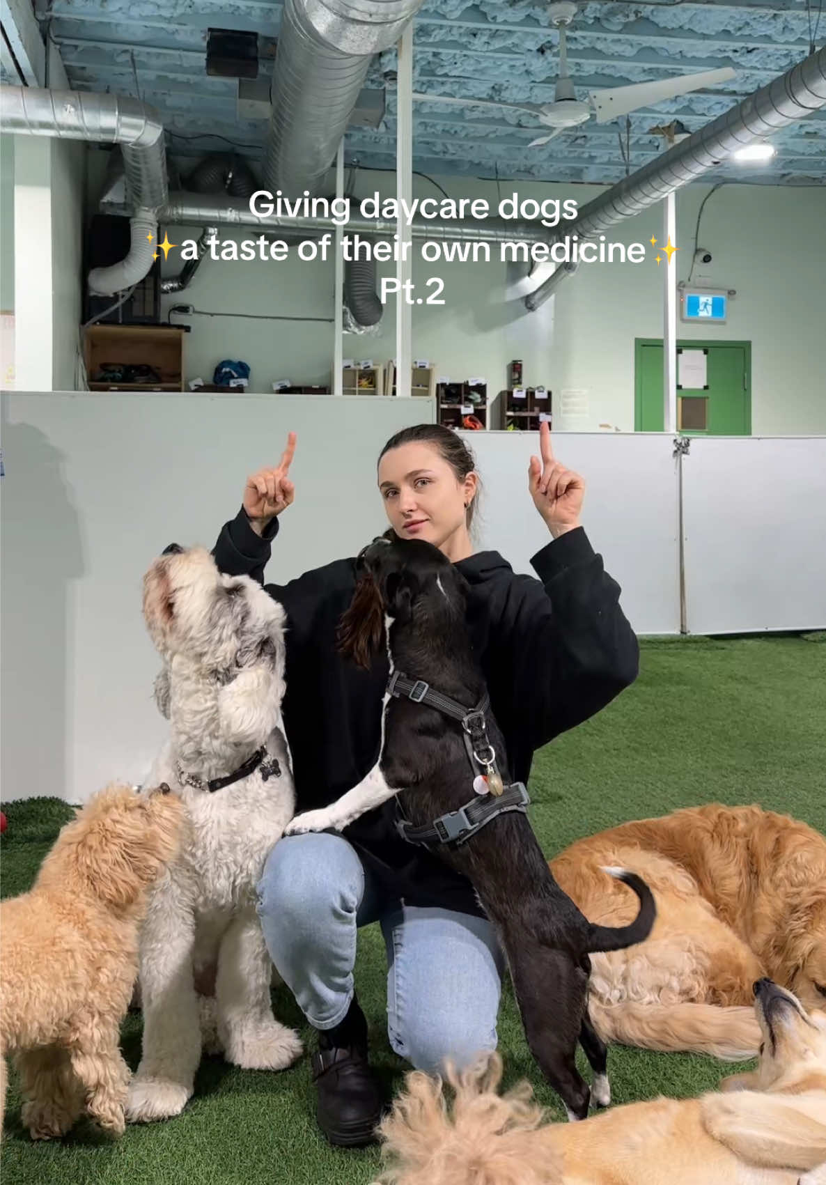 @Camp Canine