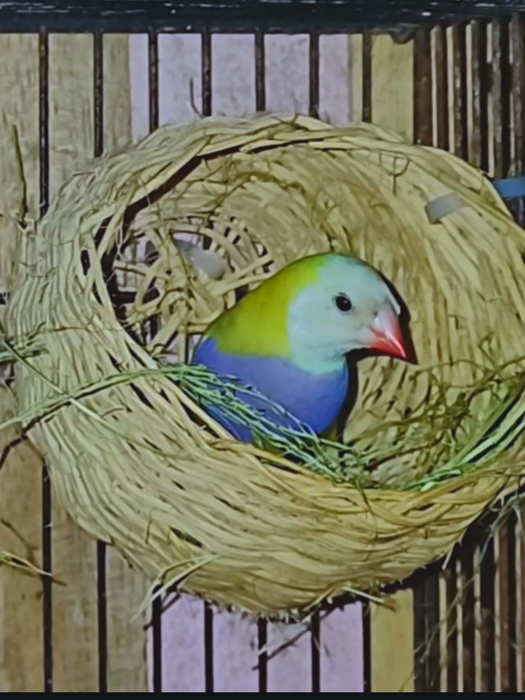 @Ikin Finch