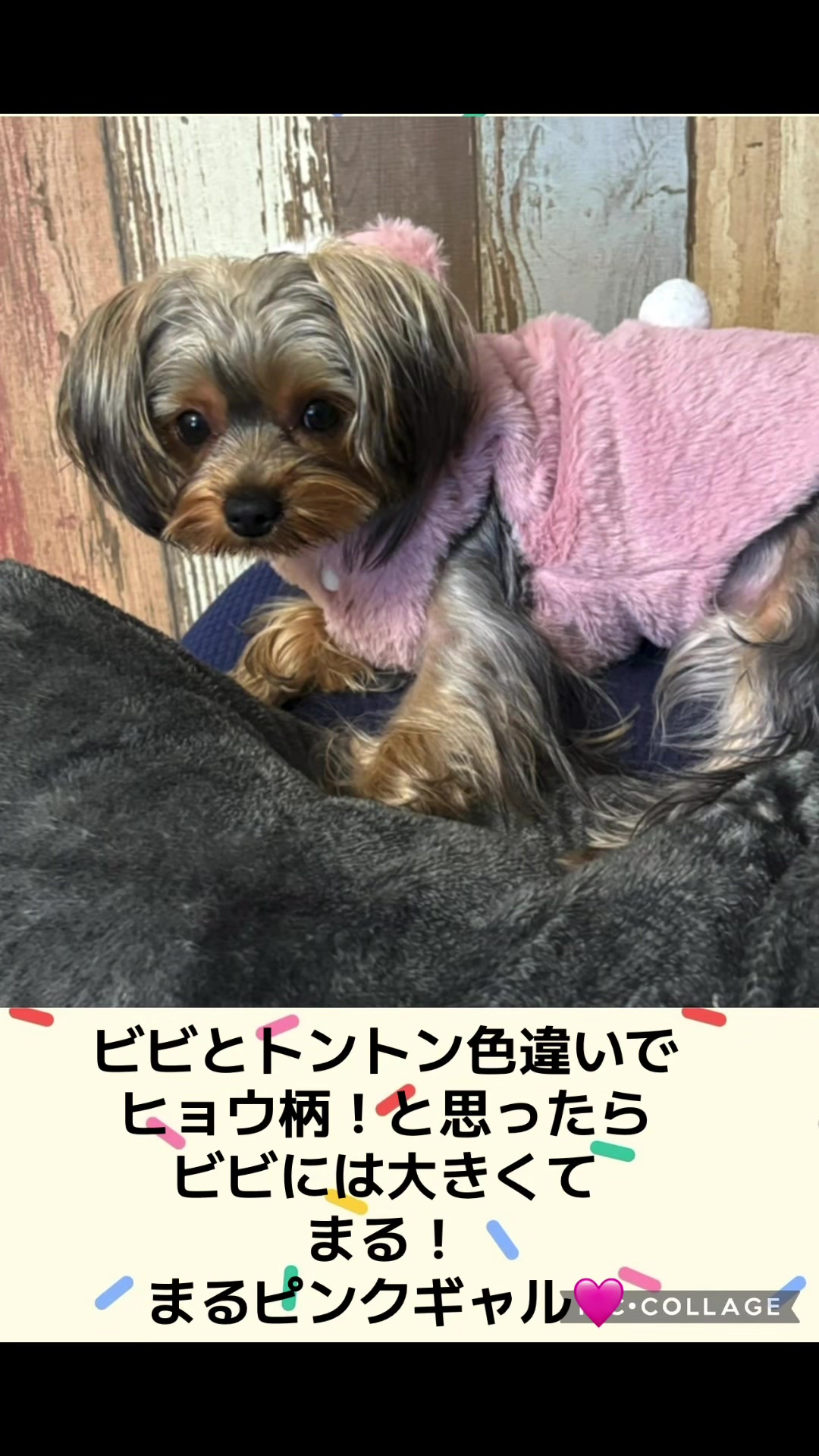 @ビビまるトンチャー