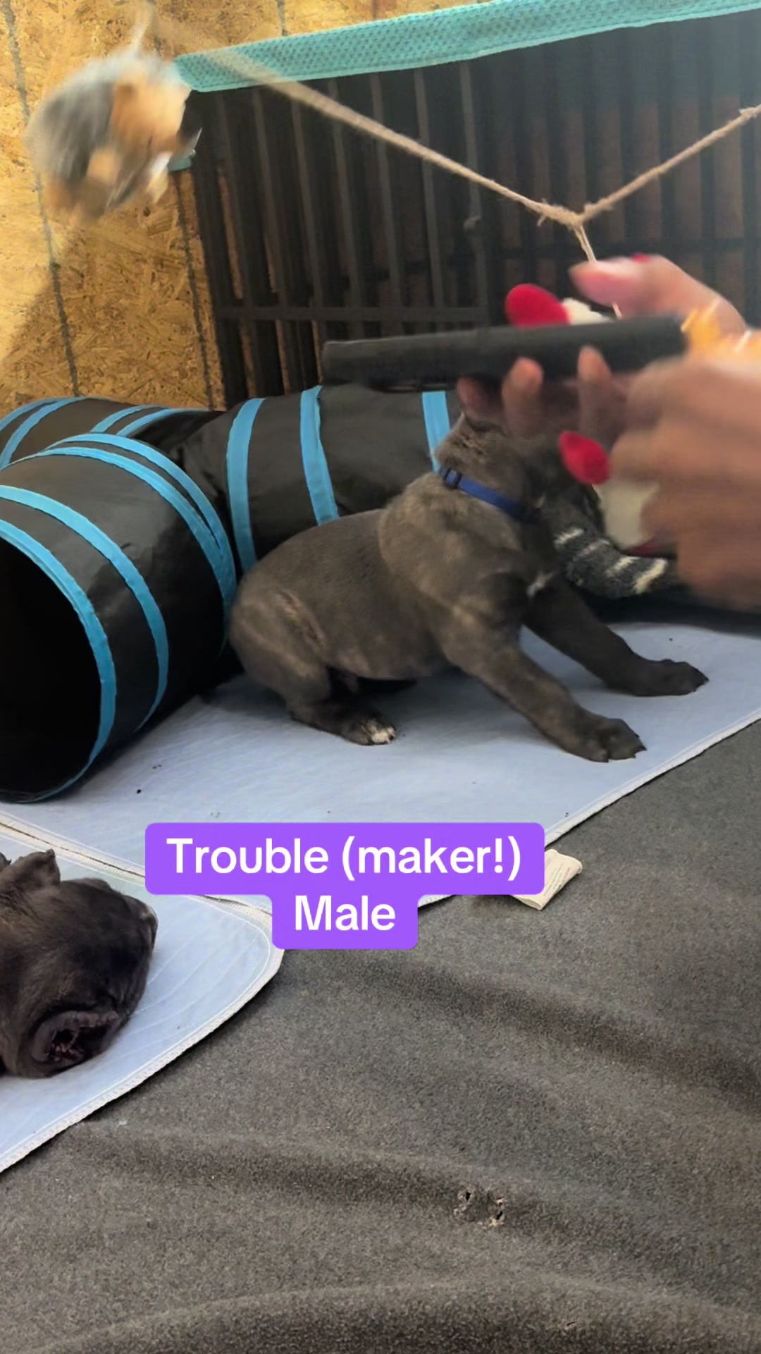 @AandMCaneCorsos