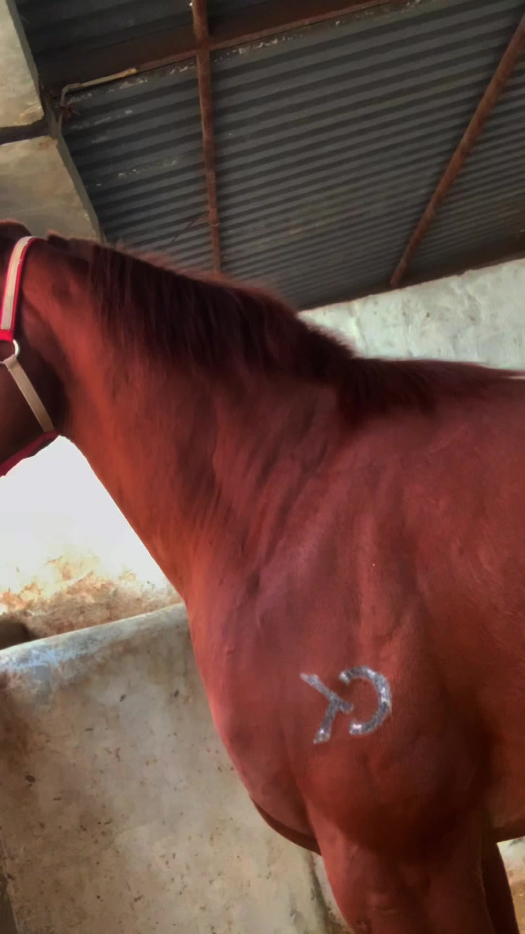 @Farriershoeshorsesnicotina🏇🔨