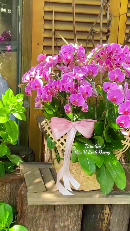 @Chú Hậu Tiệm Hoa Bình Dương