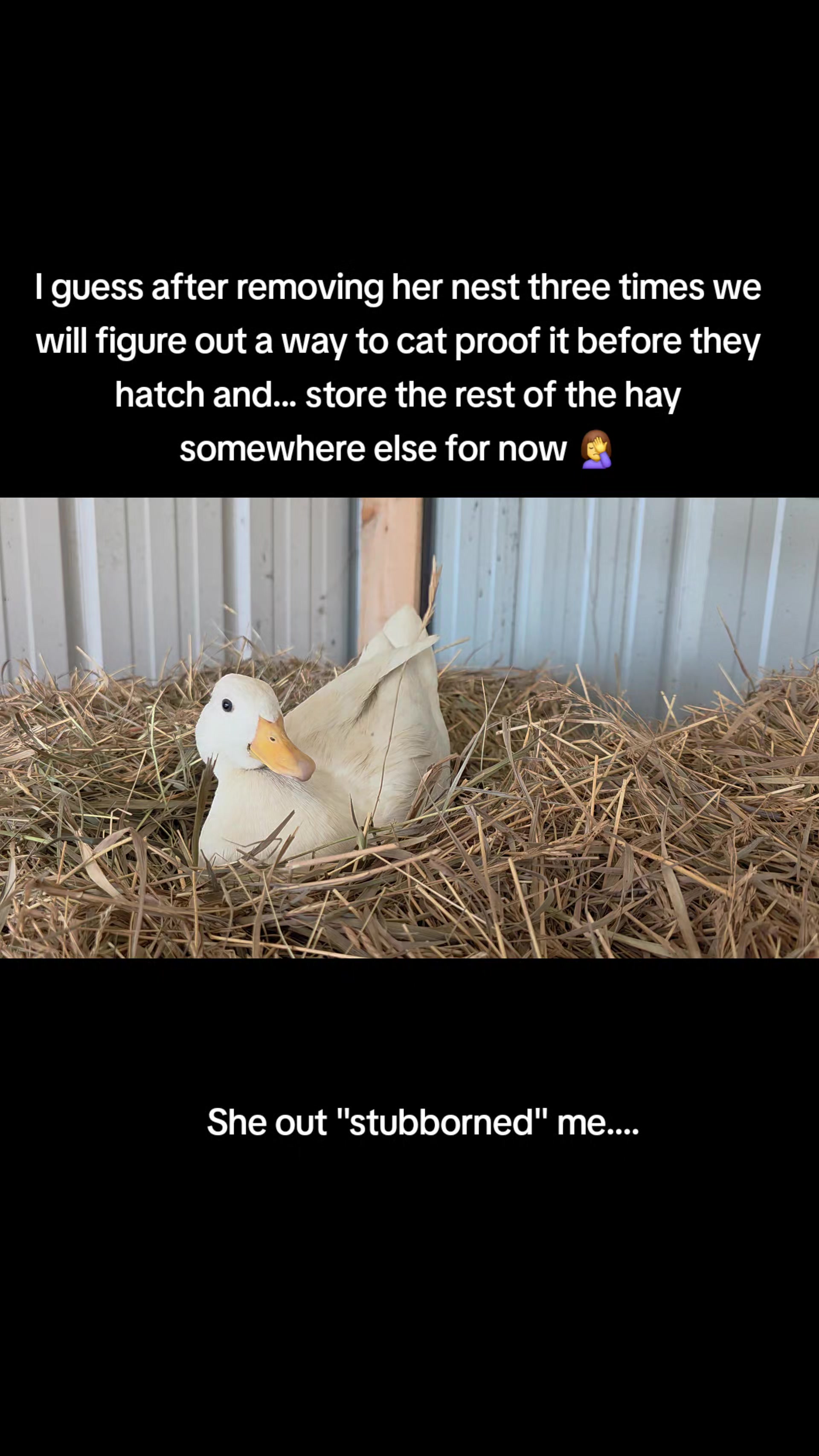 @ShitShowOnTheRoad