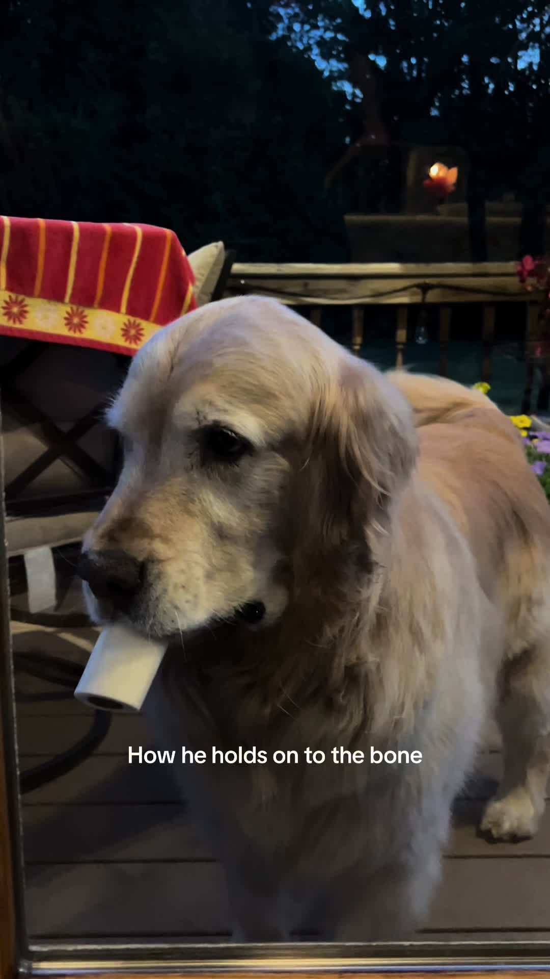 @Kody the Golden