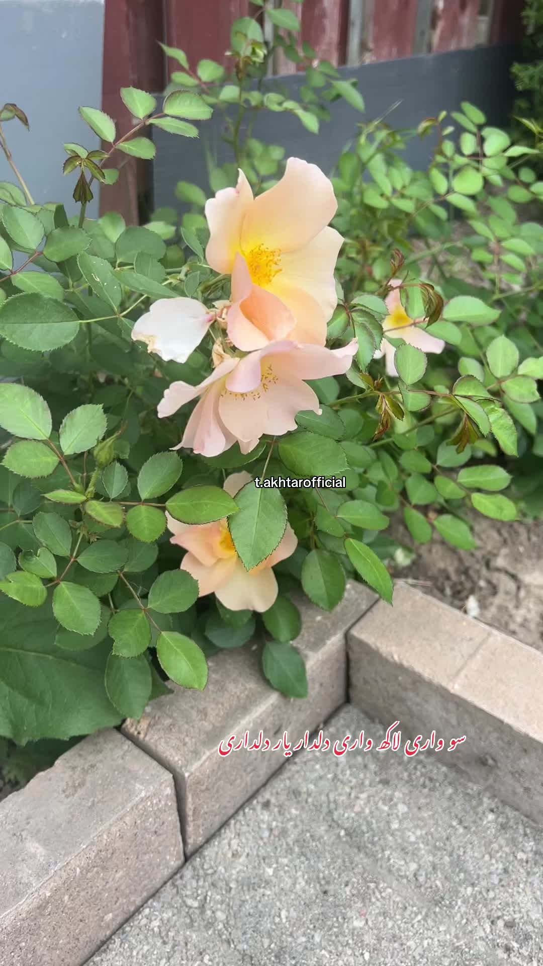 @T.Akhtar Official