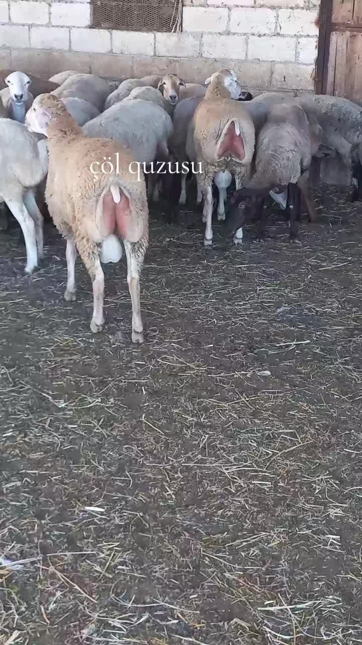 @Çöl.adamı