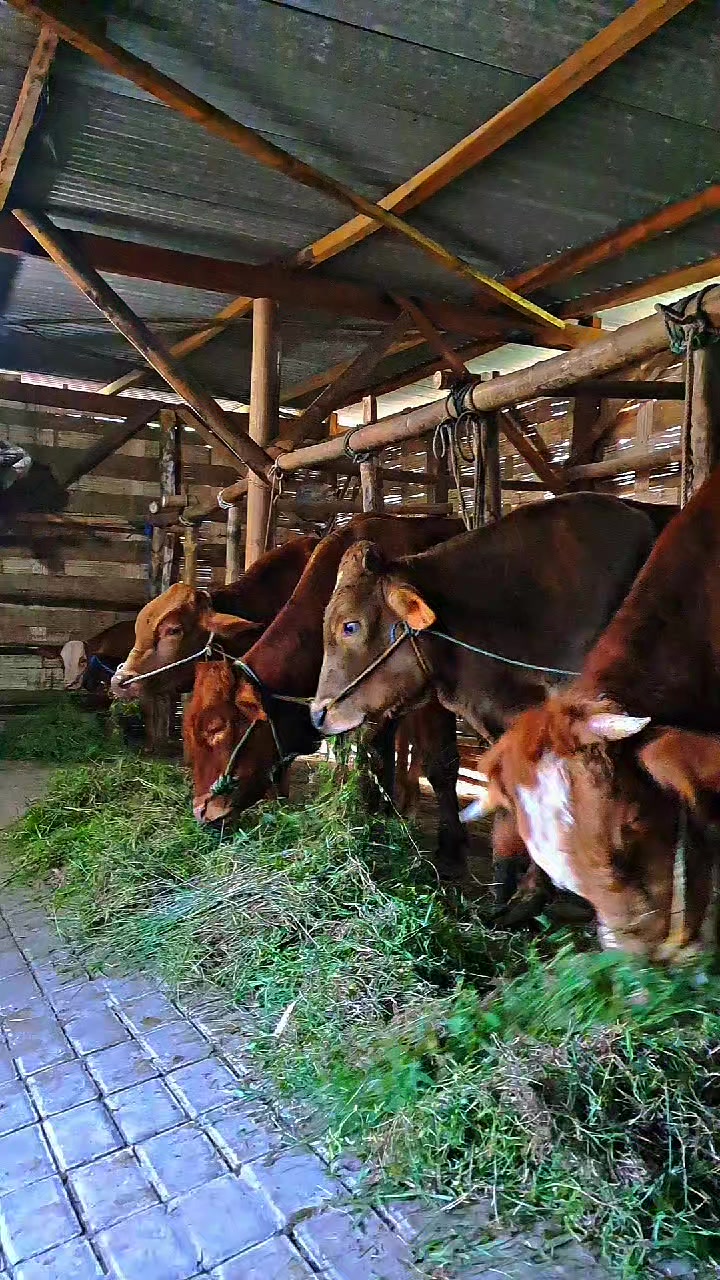 @SARJANA LEMBU☆