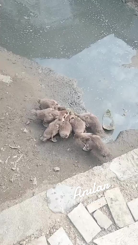 @MAŞTAĞA_QUŞCULUĞ