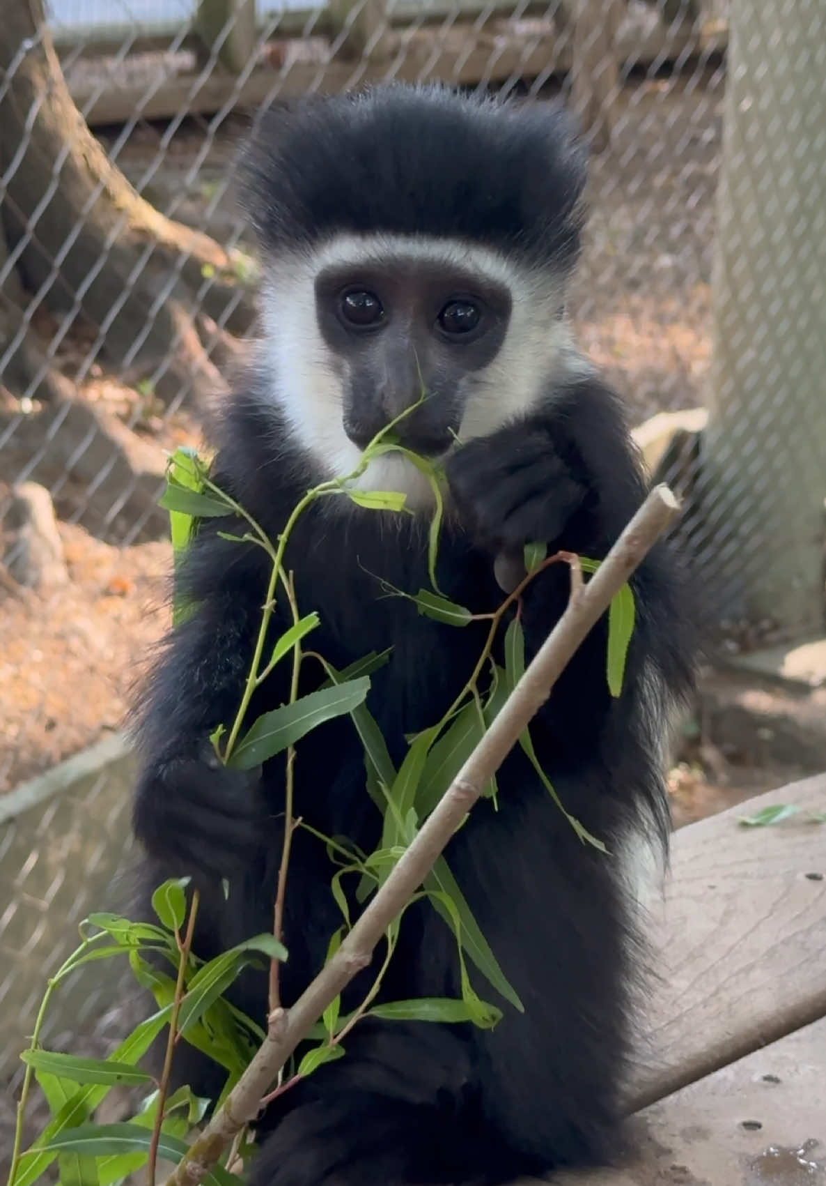 @memphiszoo
