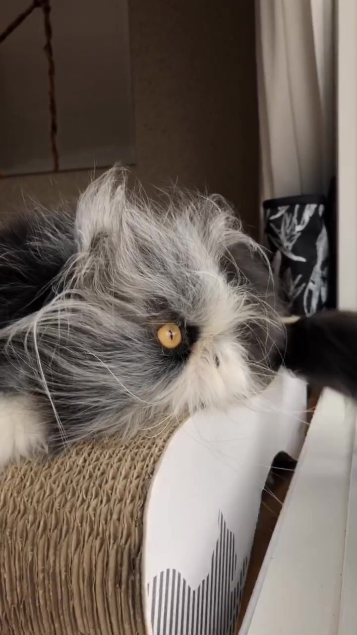 @atchoumthecat