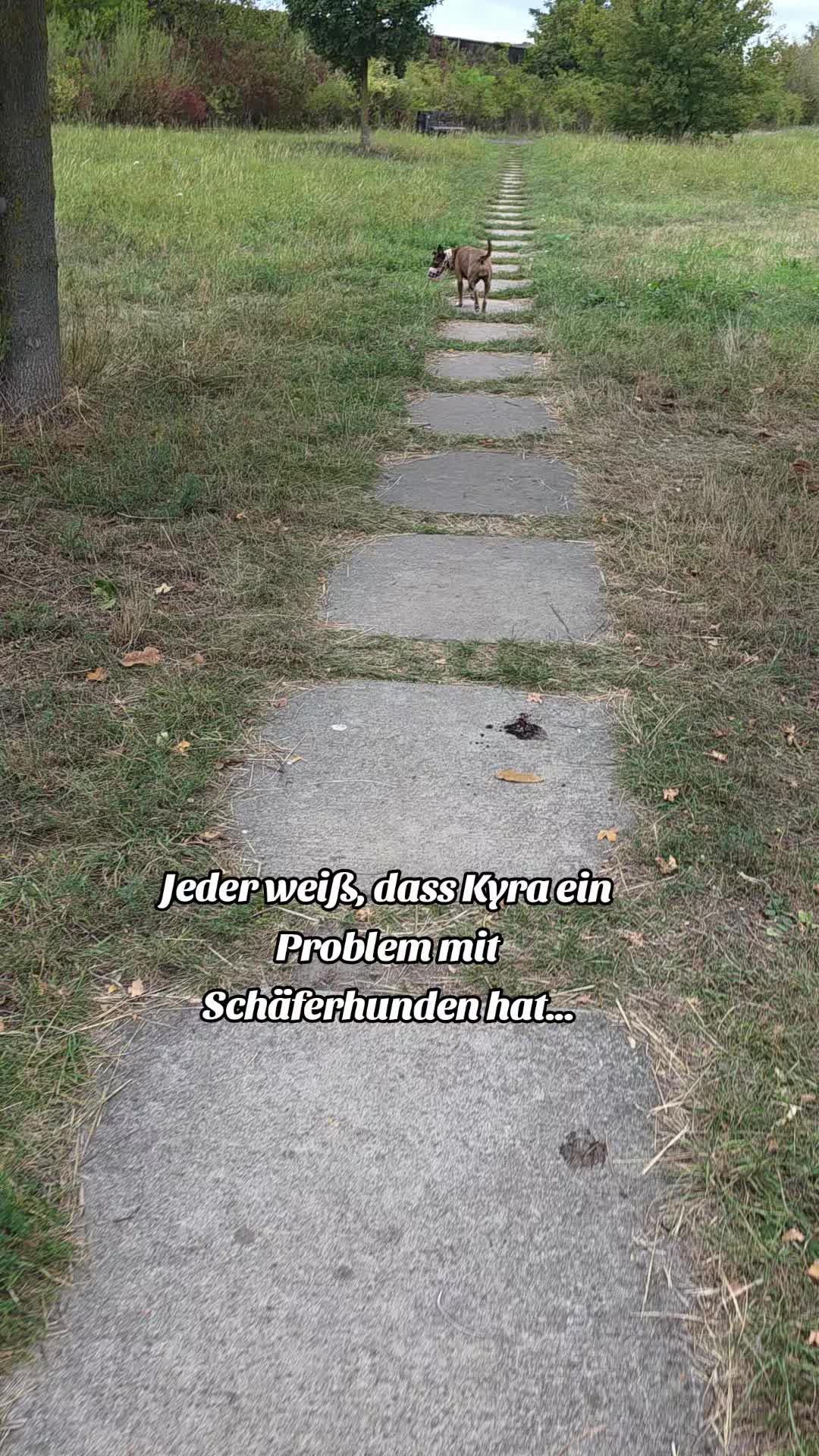 @Staffordshiremix Geschwister🐾