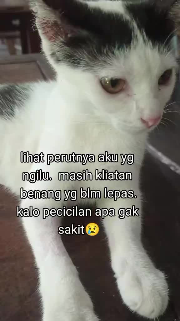 @apfia mei