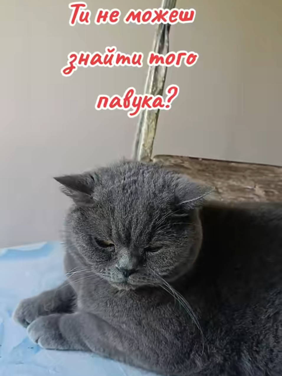@Svitlana