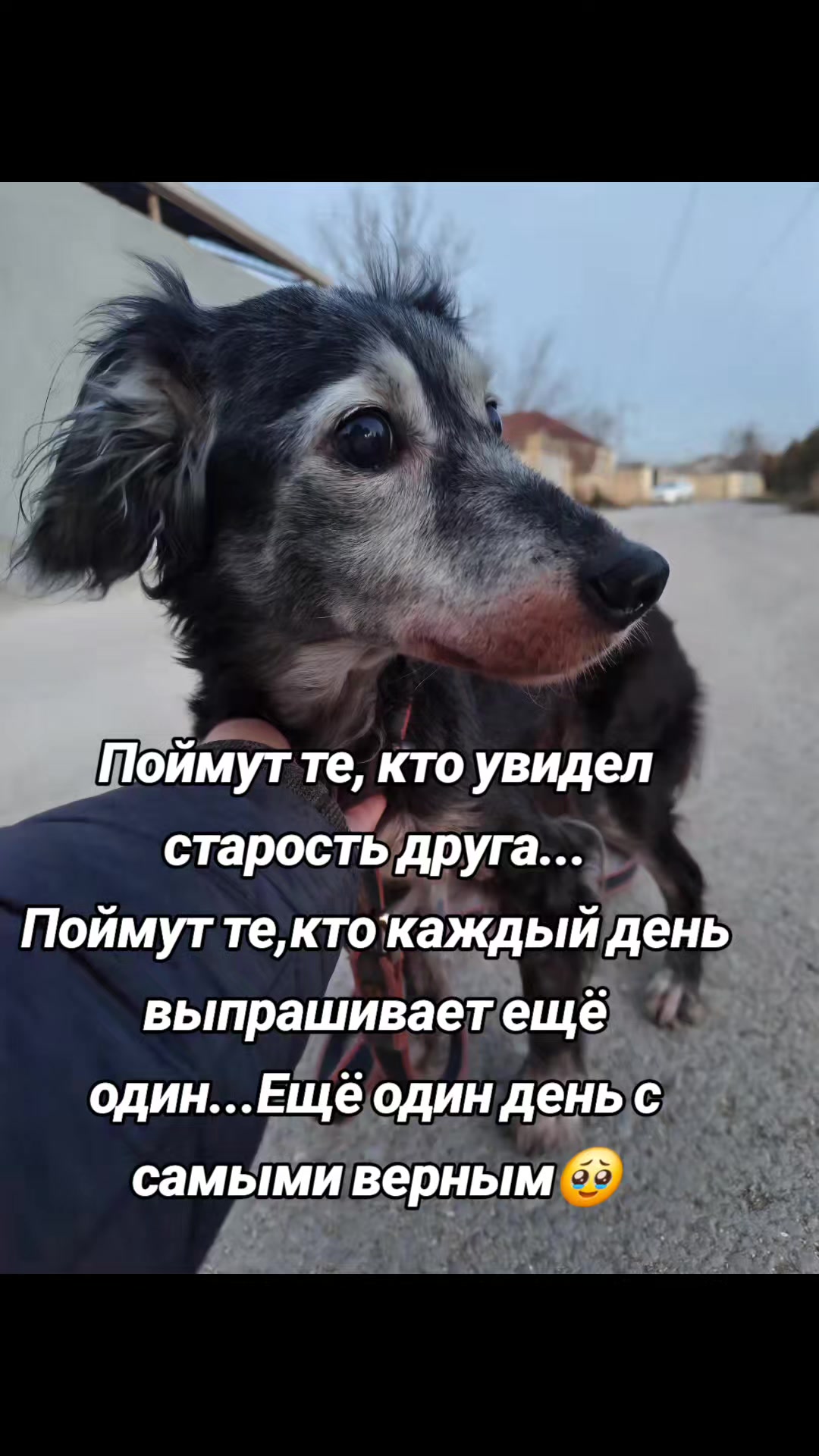 @👻little.Syuzzi👩🎤🐶
