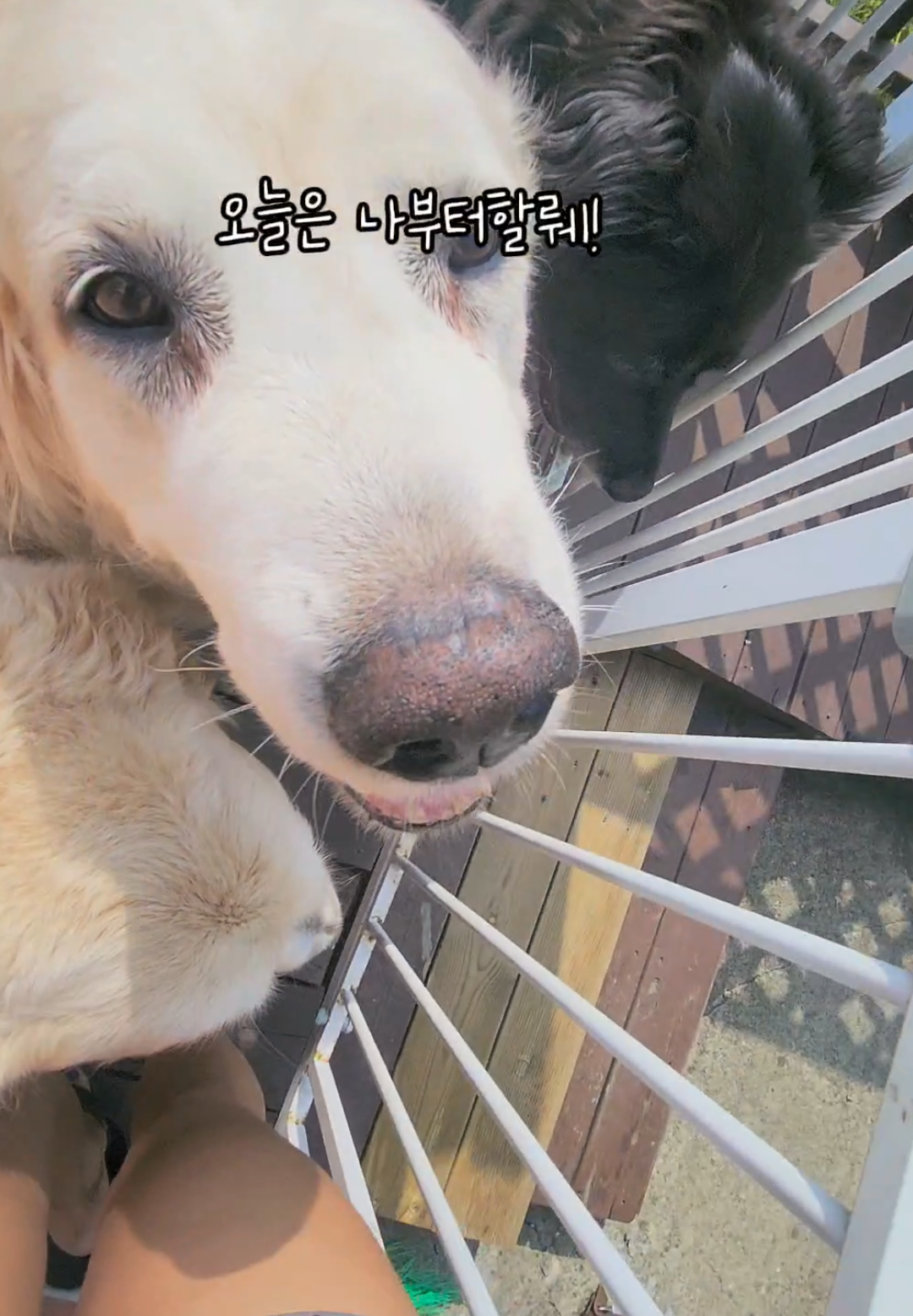@리트리버삼둥이네