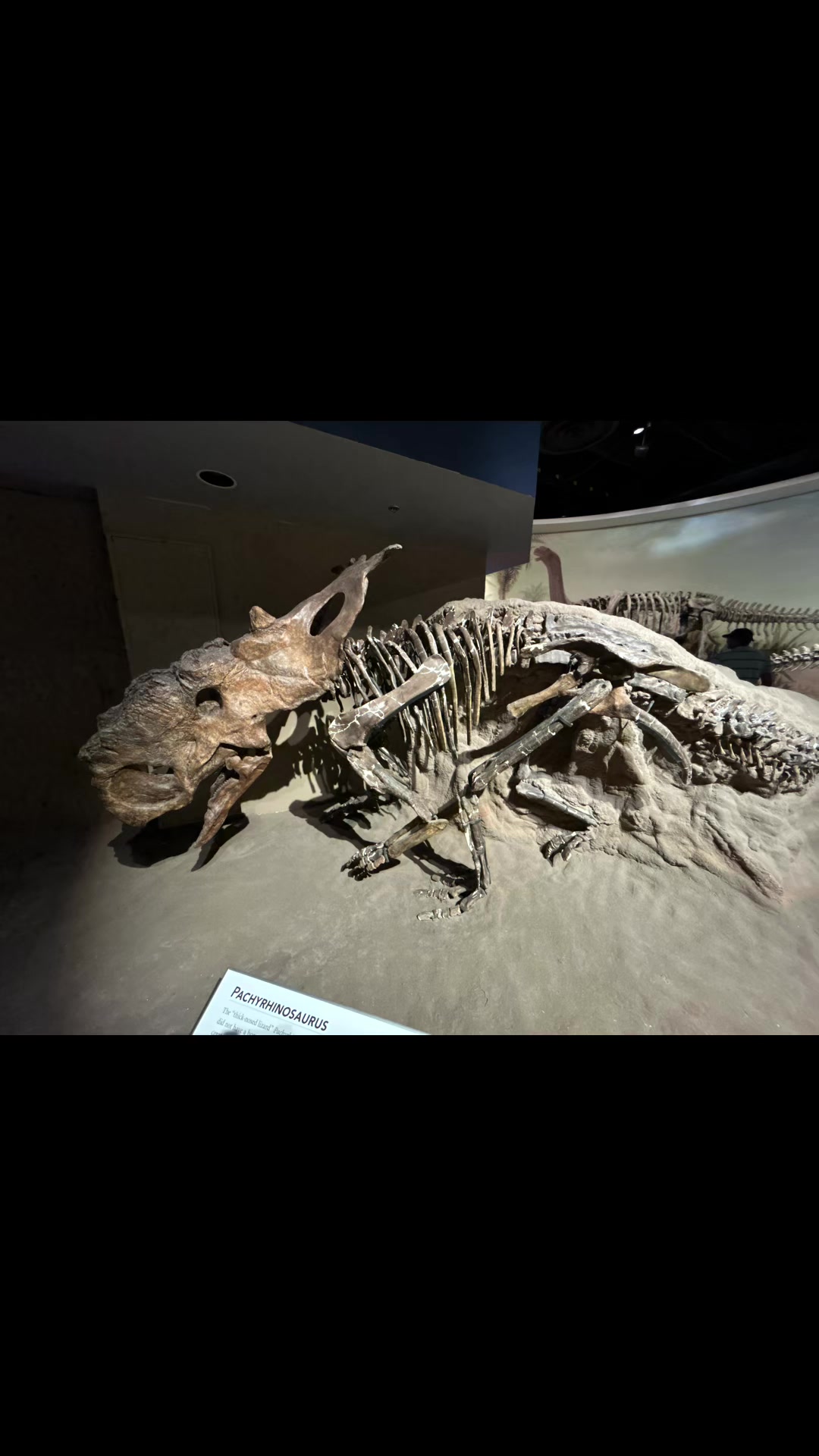 @Sarcastic_therapsid