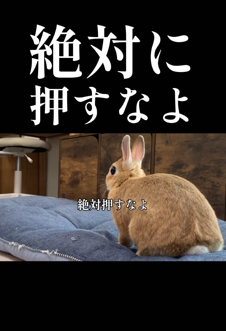 @rabbit man