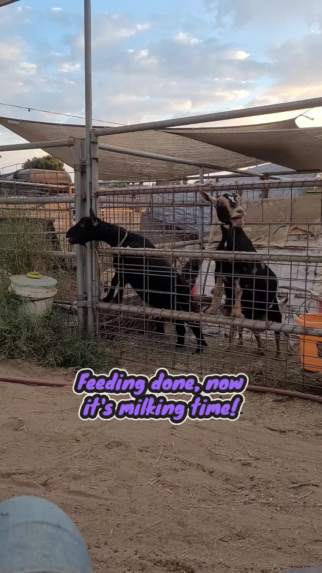 @VioletHorizonsFarm