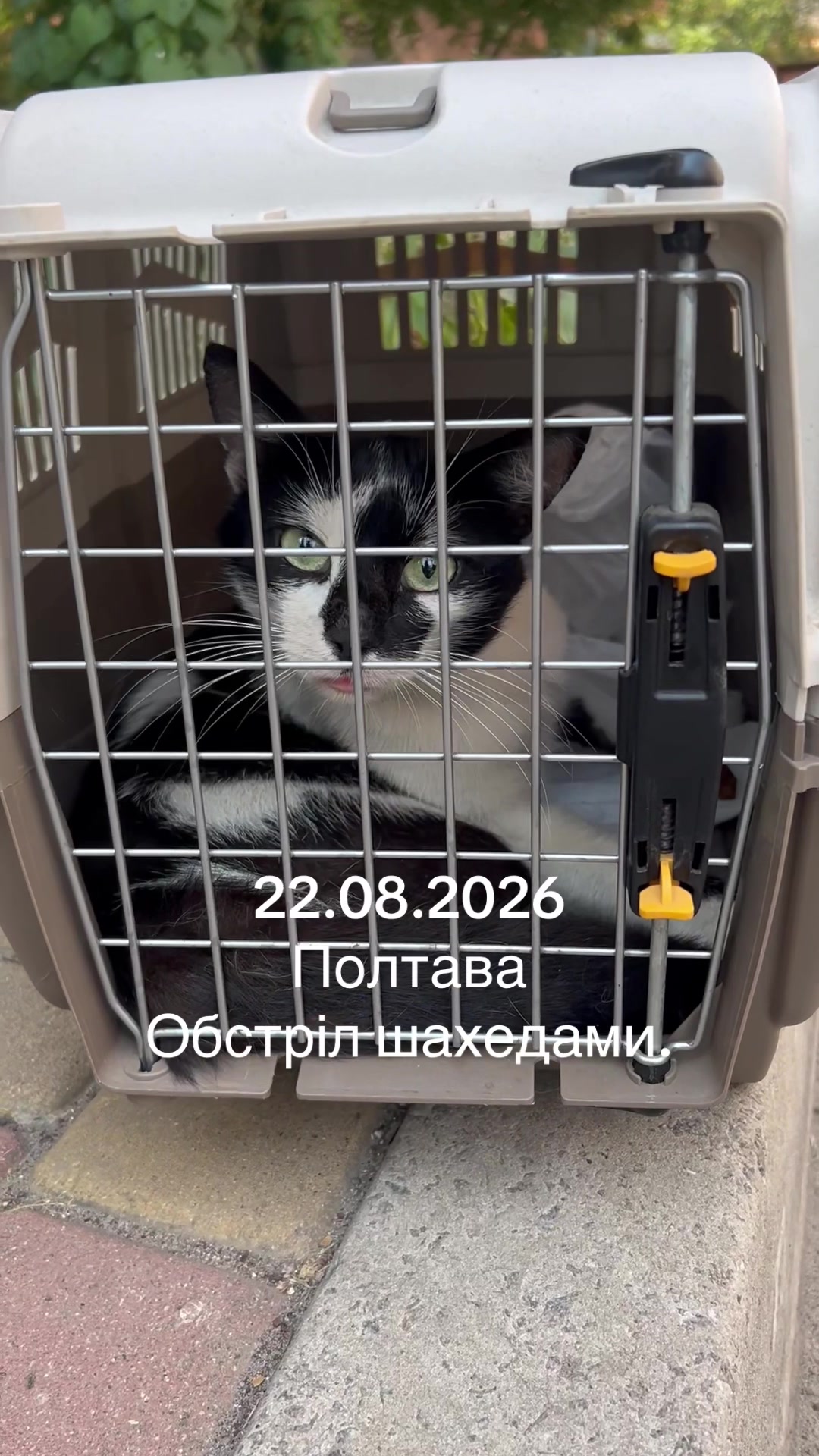 @Алиса