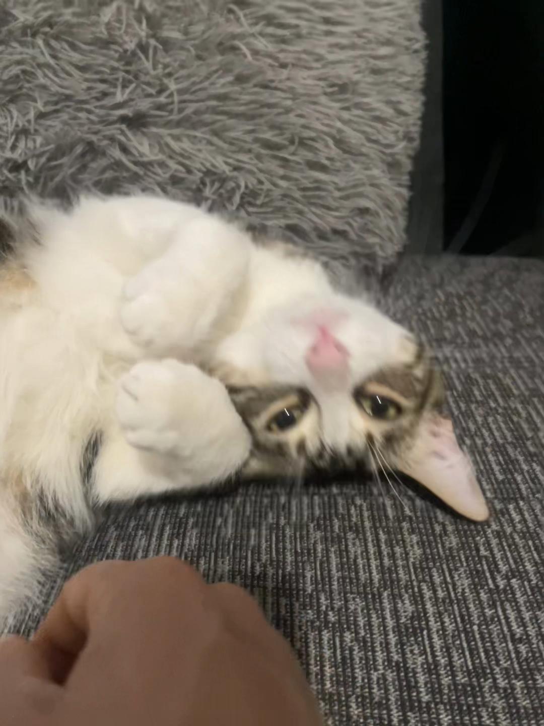 @dieguitiktok8911