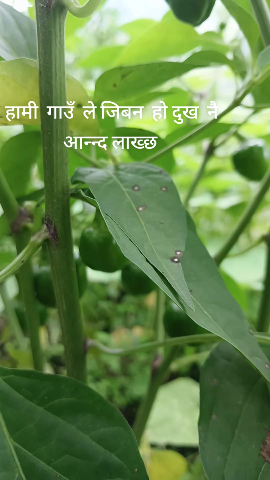 @Rankumari Rijal