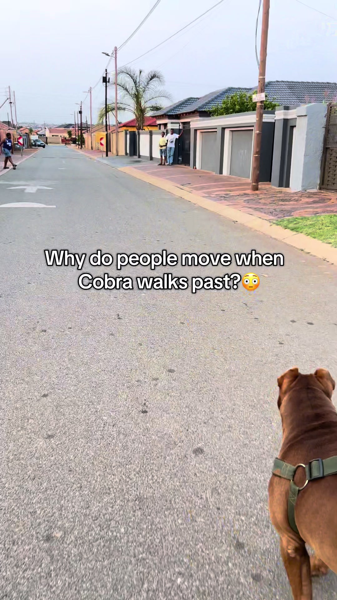 @Cobra K9 | American Bully🦴🐾
