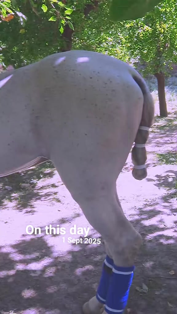 @️POLO ARCHIVE 👀🐴